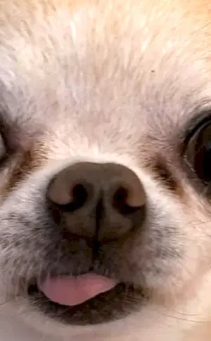 Wütender weißer Chihuahua