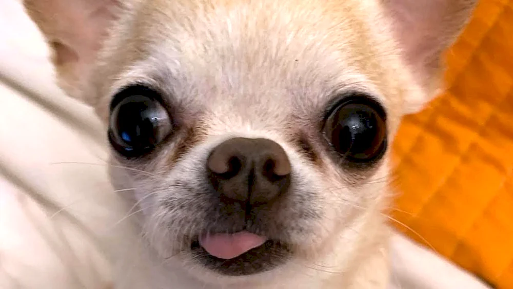 Wütender weißer Chihuahua