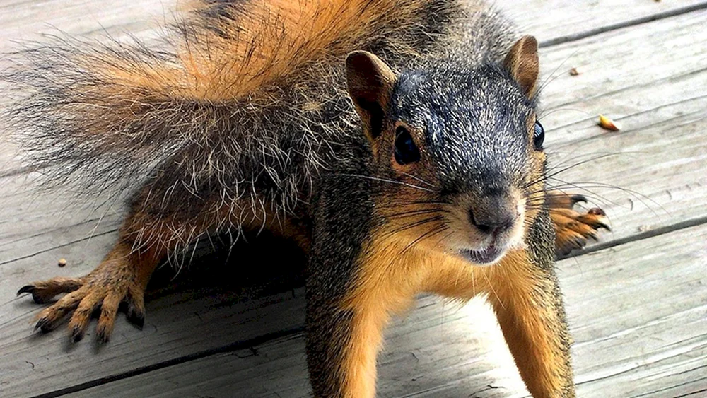 Ein wütendes Eichhörnchen