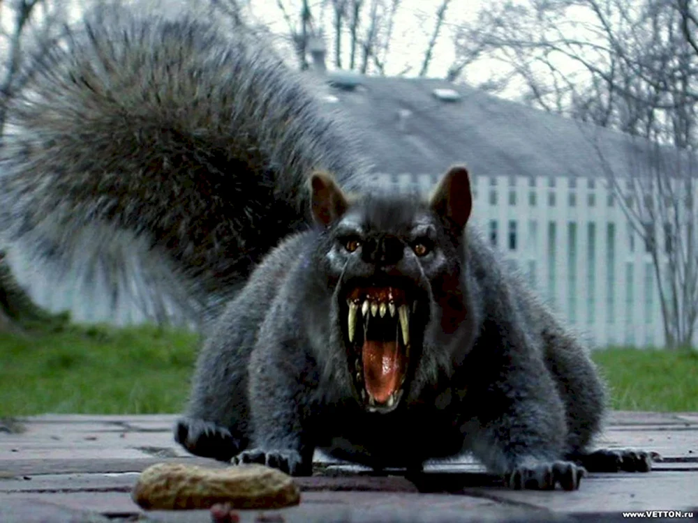Eifriges Eichhörnchen