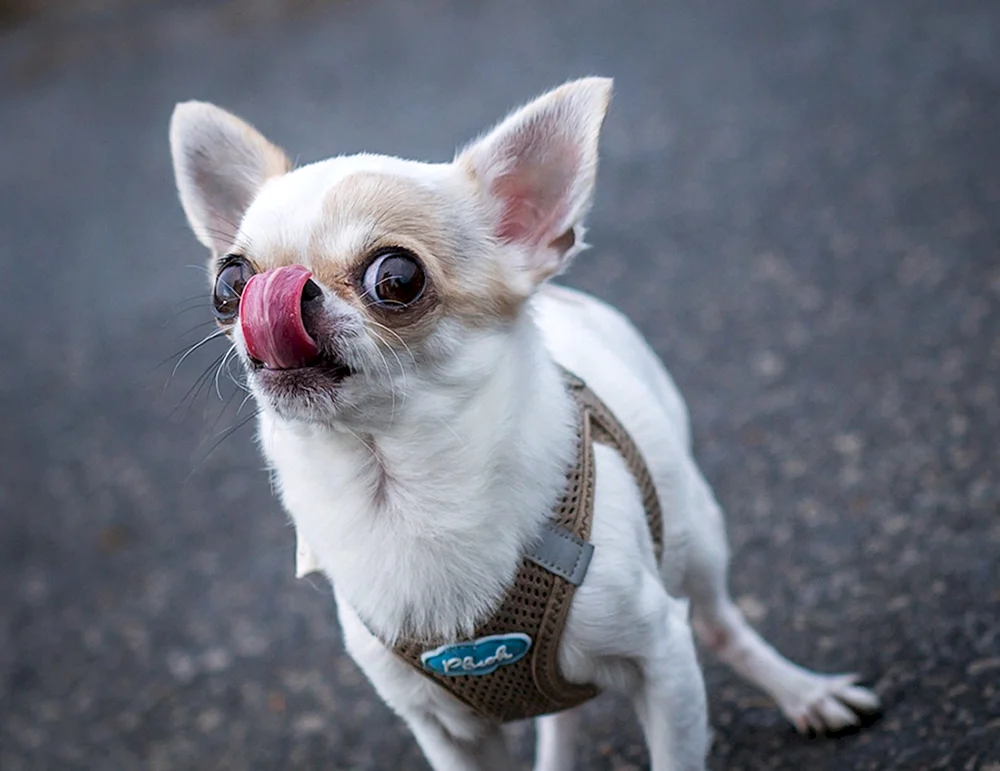 Chihuahua haarig