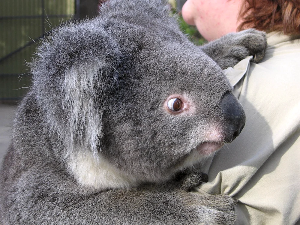 Koala