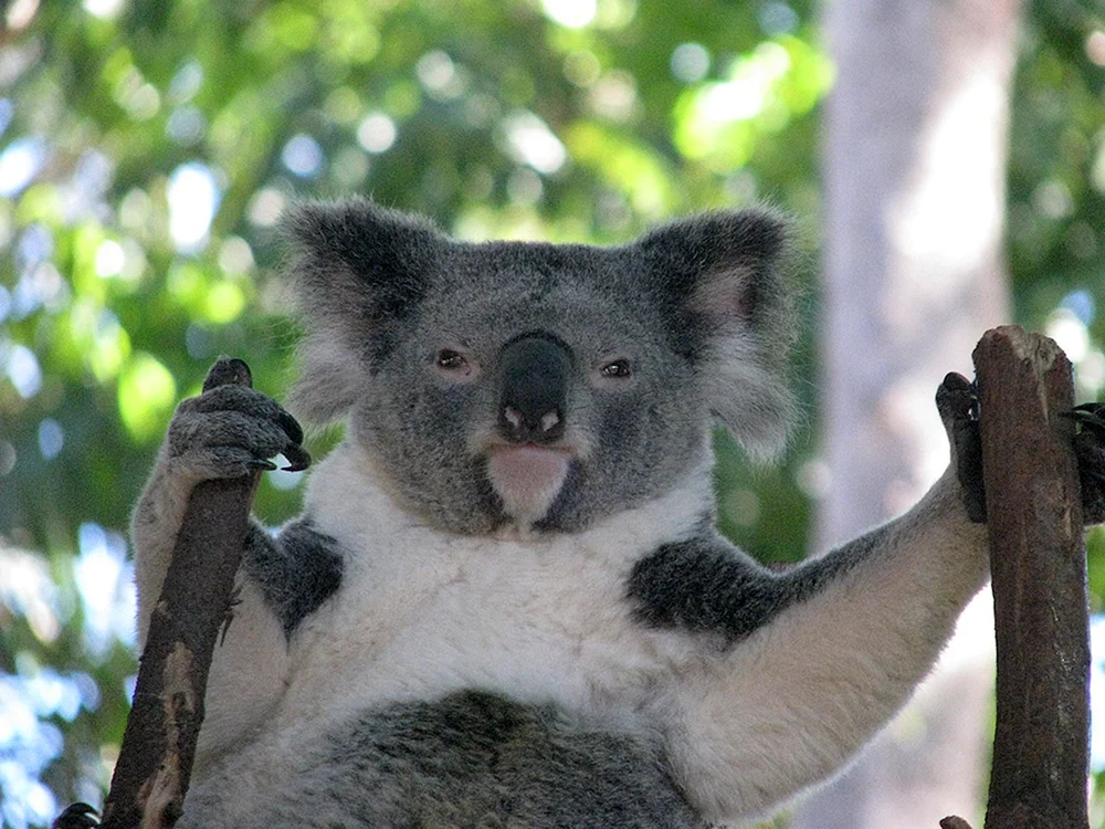 Nasser Koala, der in einem Baum schläft