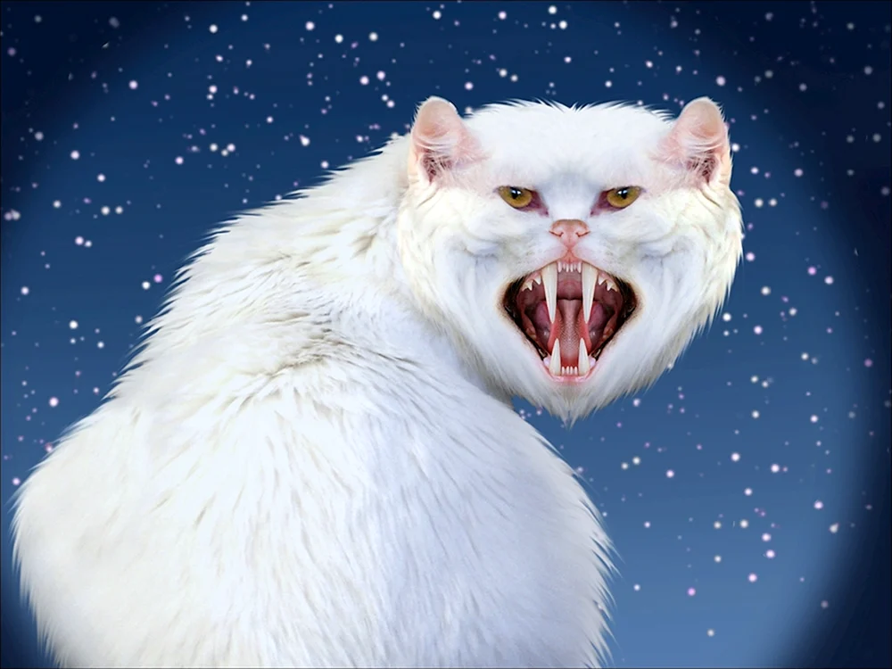 Katzen mit Kulleraugen