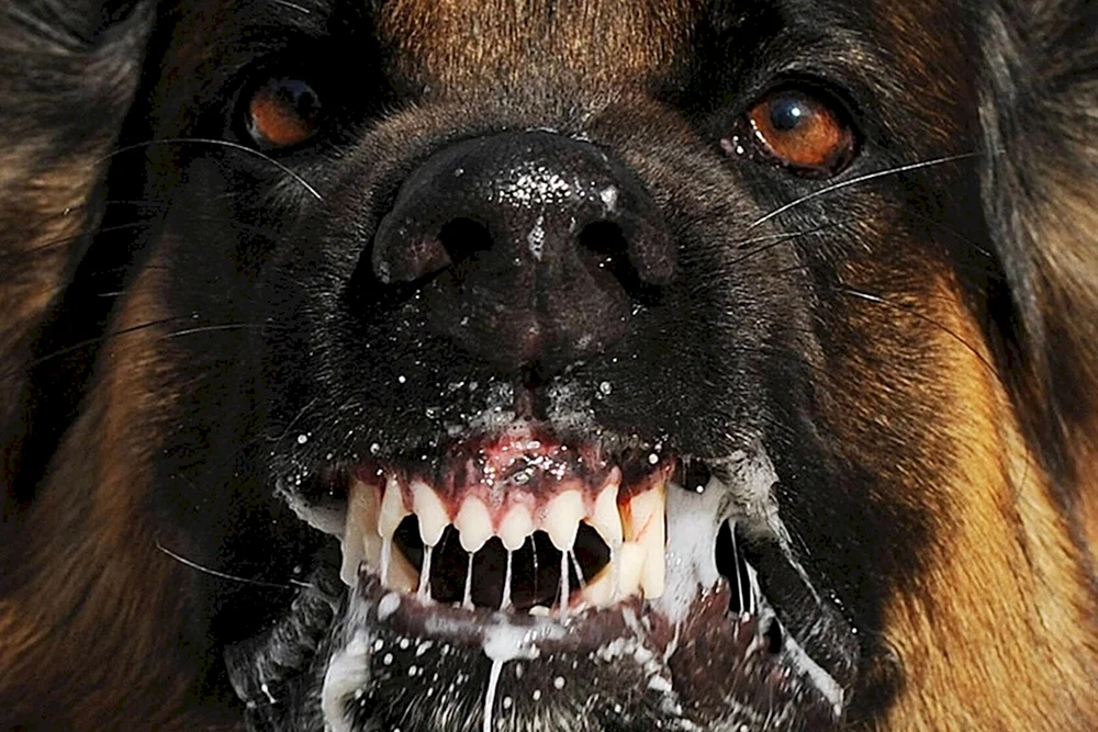 Ein wütender Hund auf dem Hof. Zeichen