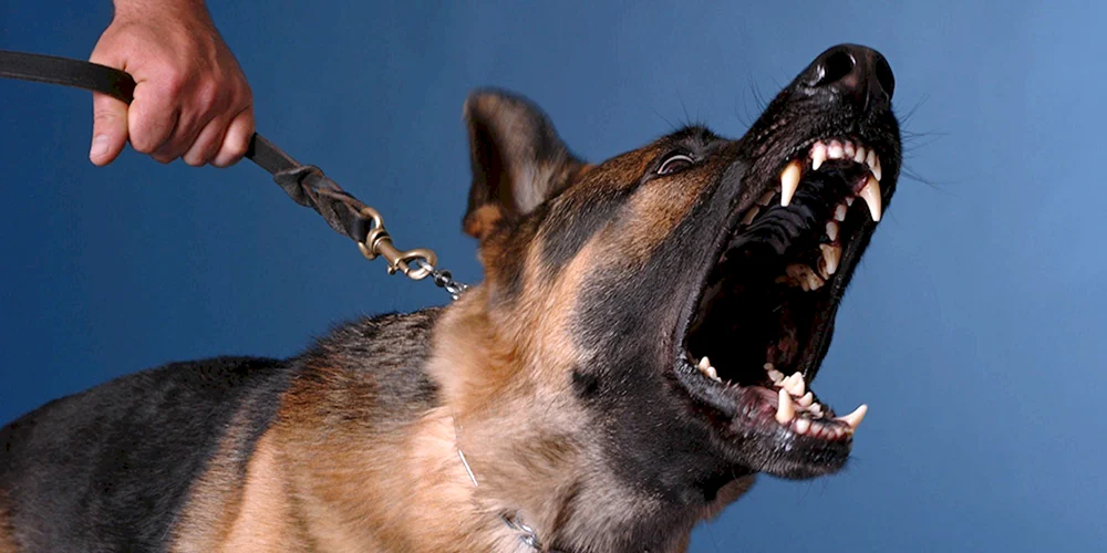 Lustige Hunde