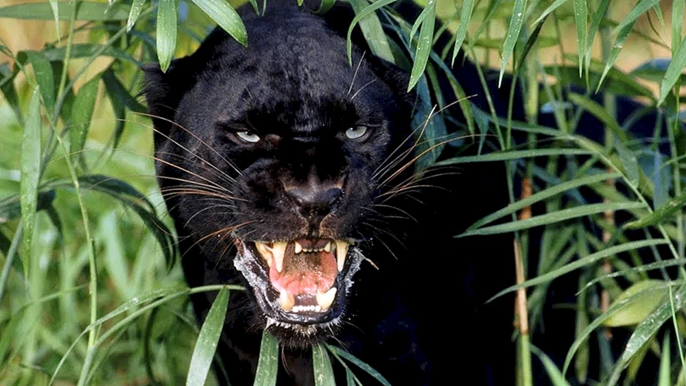 Schwarzer Panther Jaguar. Melanist