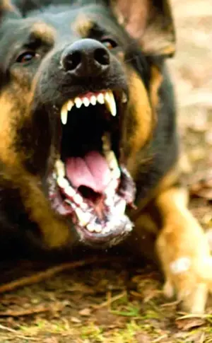 Böser Hund