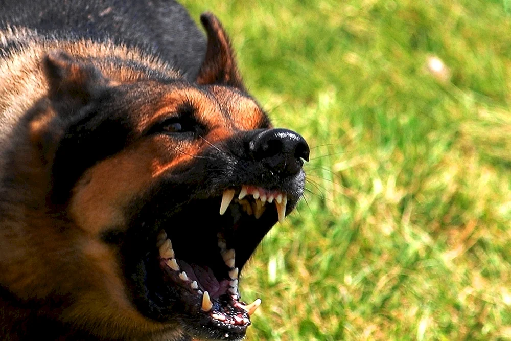 Ein böser Hund.