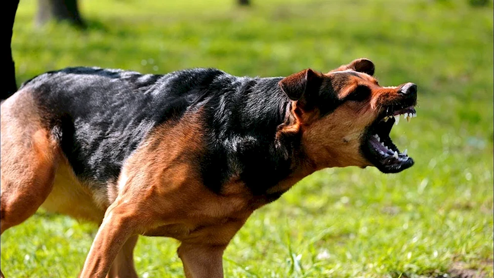 Böser Hund