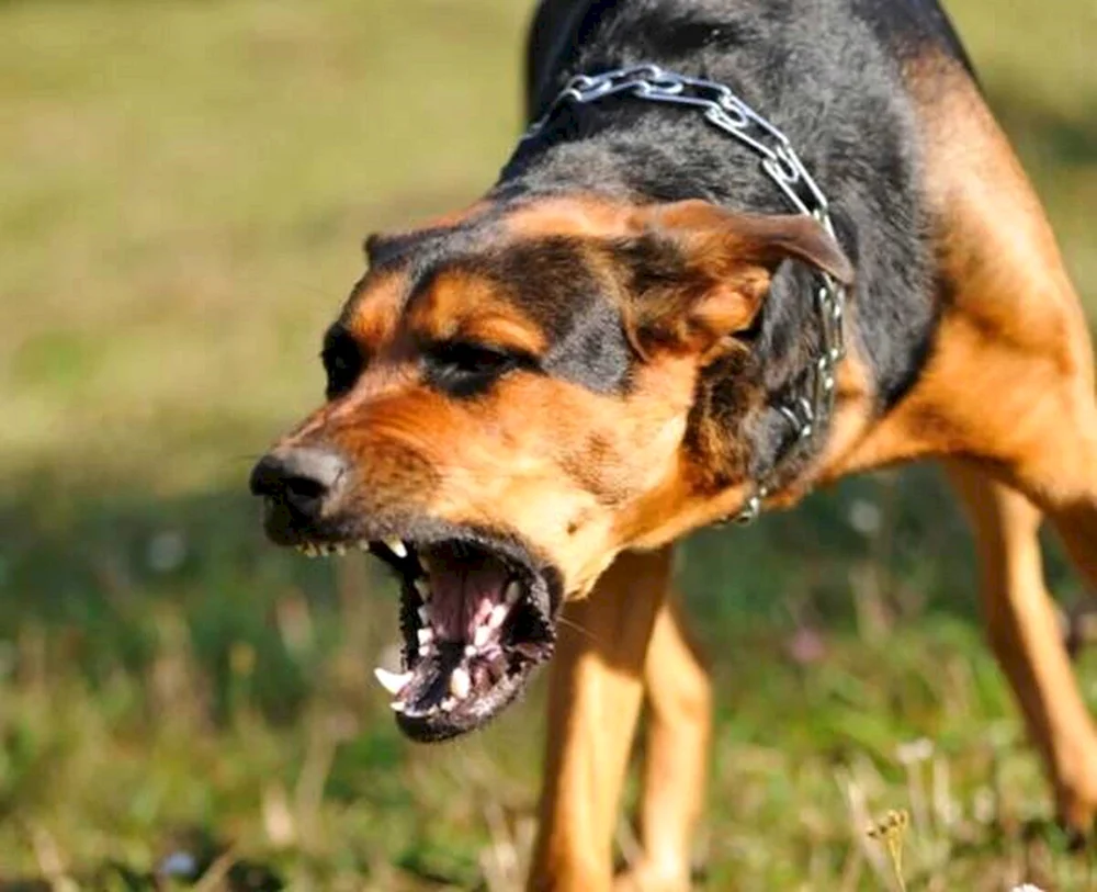 Schwarzer Deutscher SchäferhundOscal