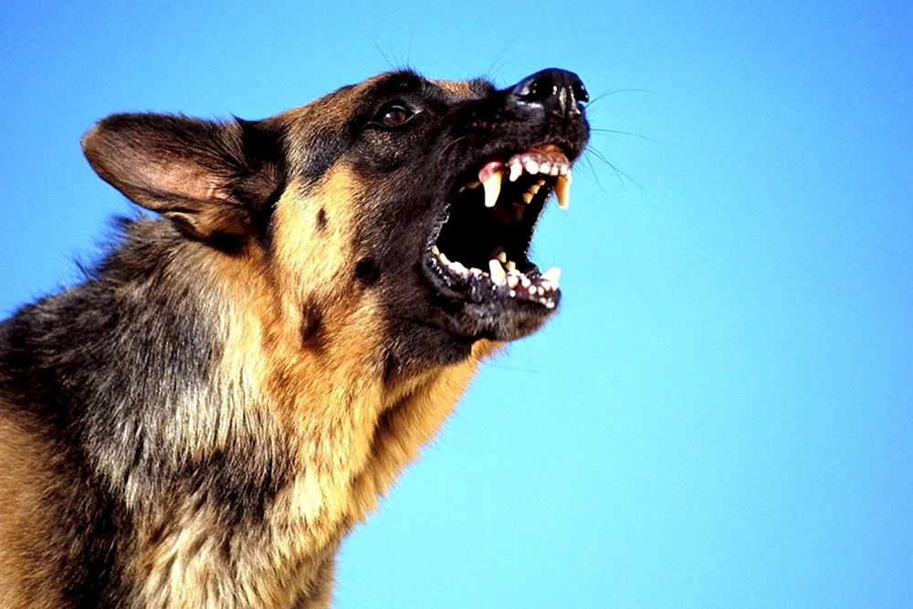 Lustige Hunde