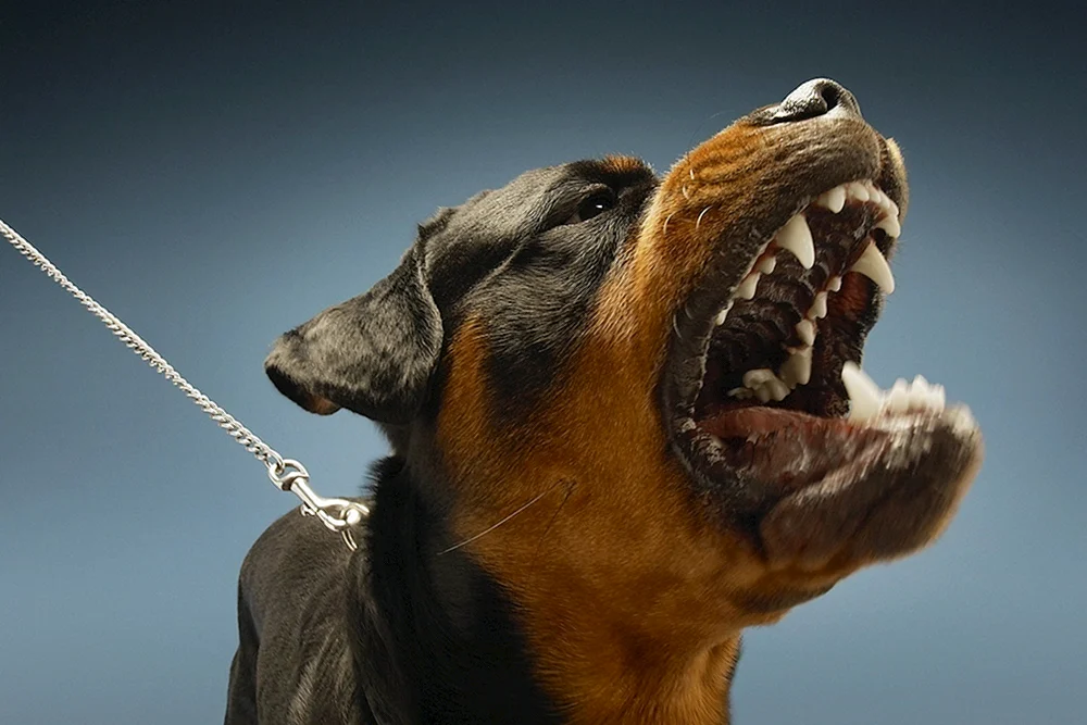 Dobermann bellt