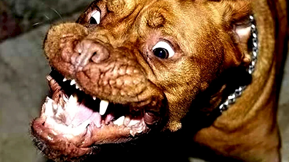 Zwergpinscher wütend