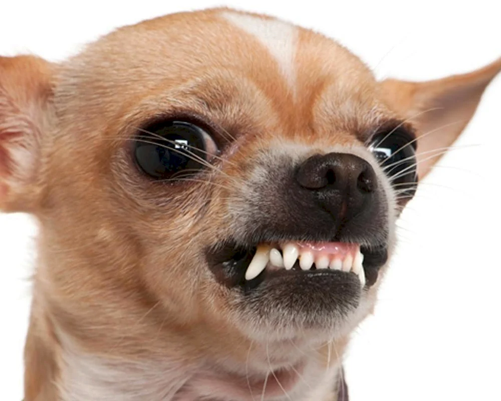 Bösartiger Hund chihuahua