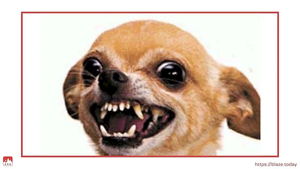 Chihuahua Hua böser Chihuahua Hund