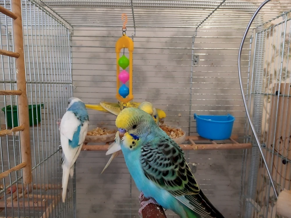 Rainbow Wellenpapageien
