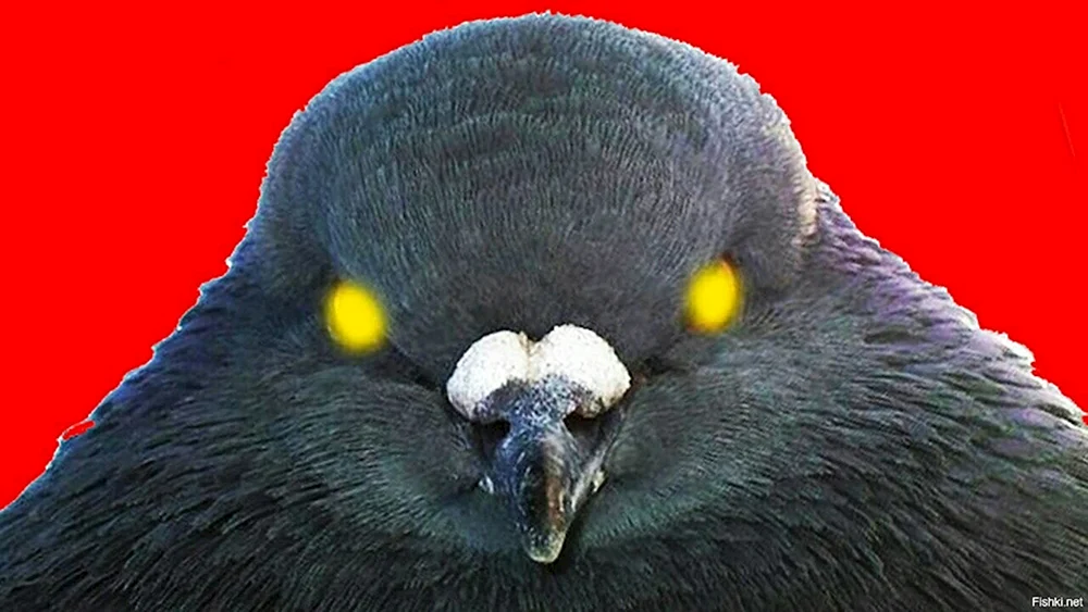 Zorntaube