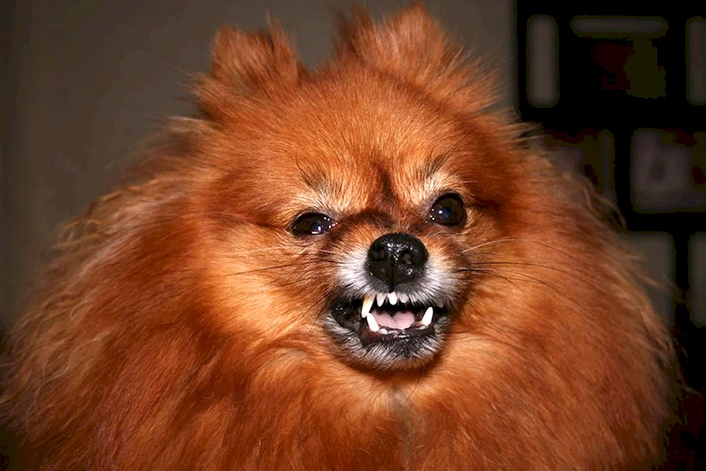 Pomeranian Spitz Foxhound