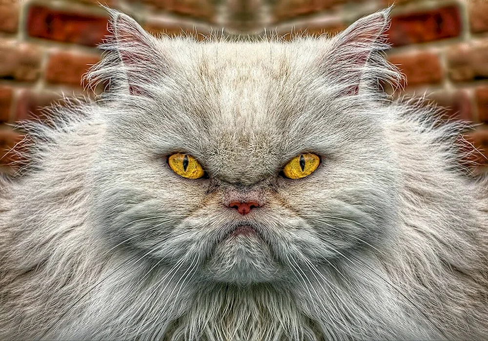 Eine böse flauschige Katze