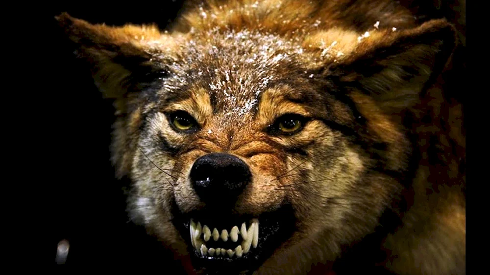 Schwarzer Wolf