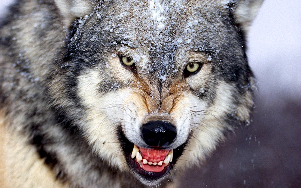 Wolfsbane Biss