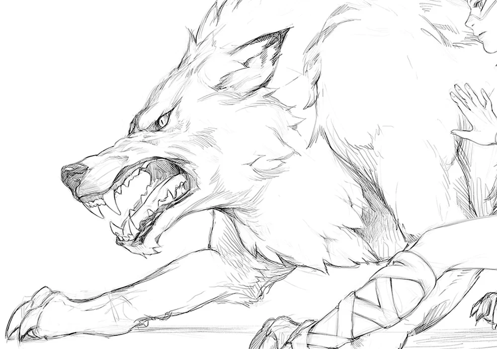 Wolf Zeichnung in Bleistift