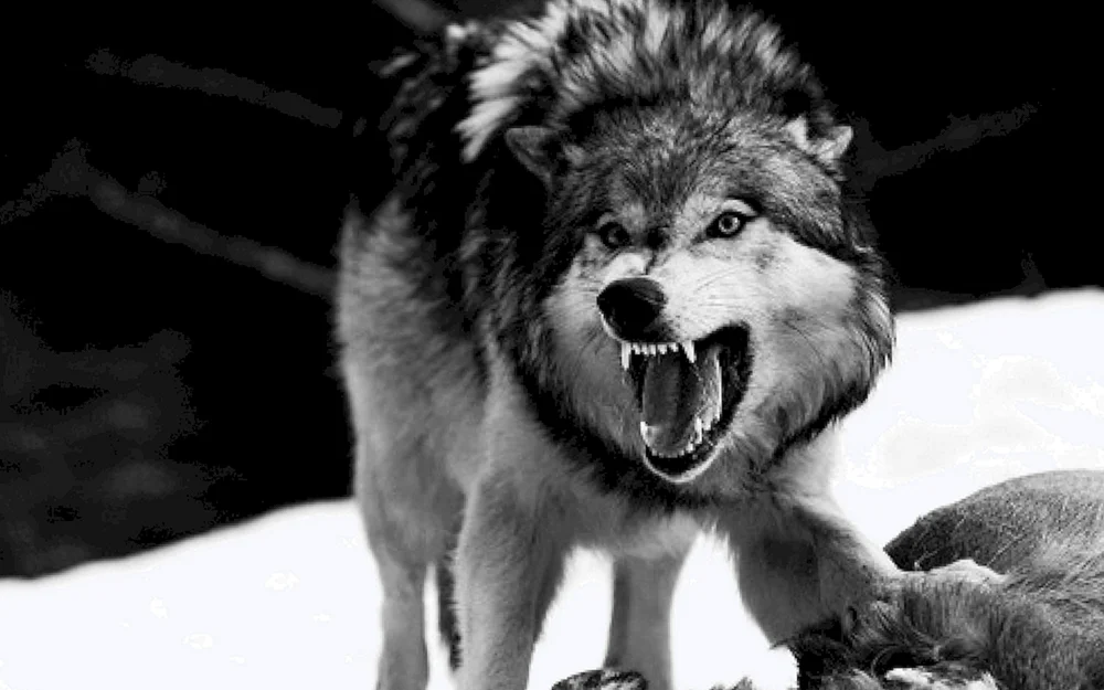 Böser Wolf