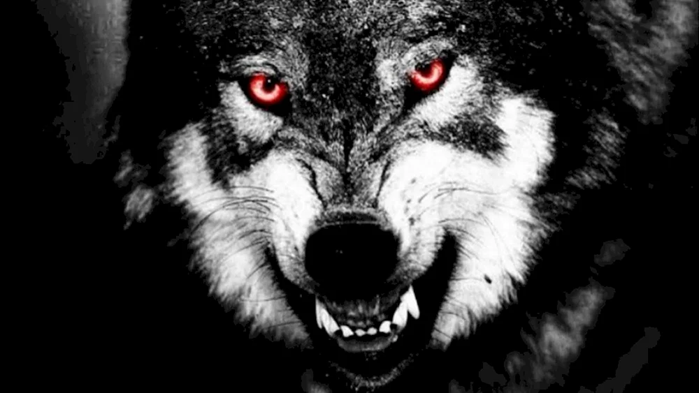 Wolfsbeißer