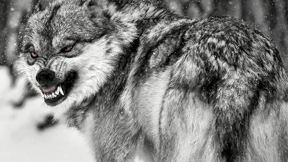 Goldener Wolf
