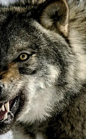 Böser Wolf
