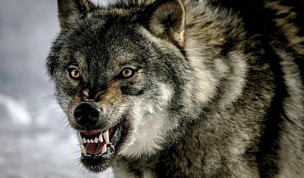 Böser Wolf