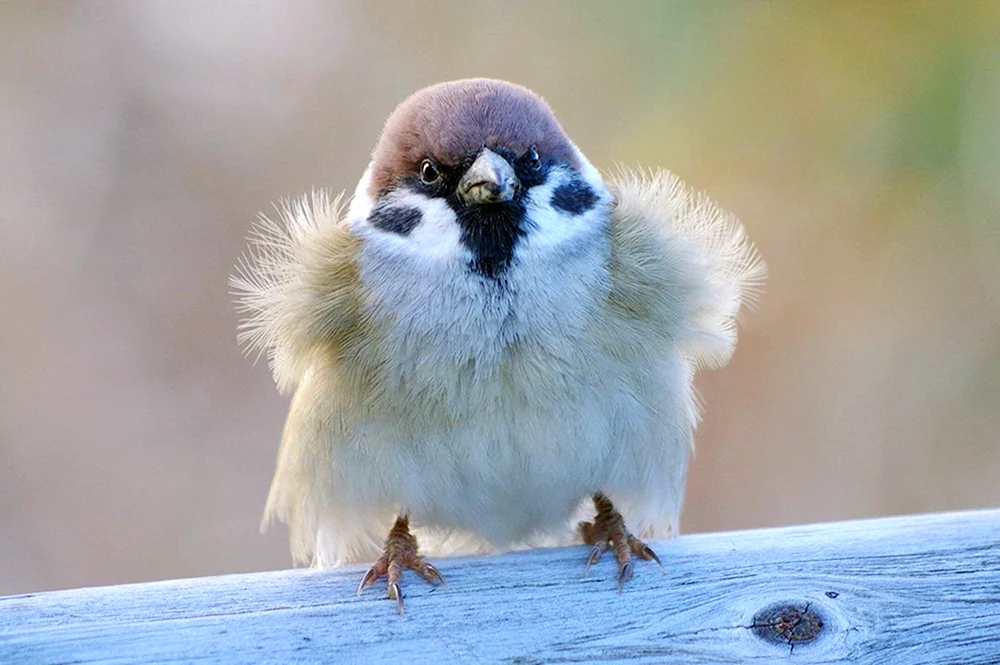 Flacher Spatz Haussperling
