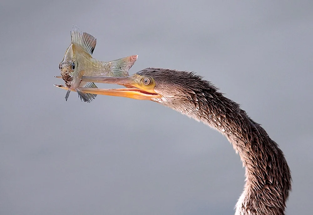Schlangenvogel