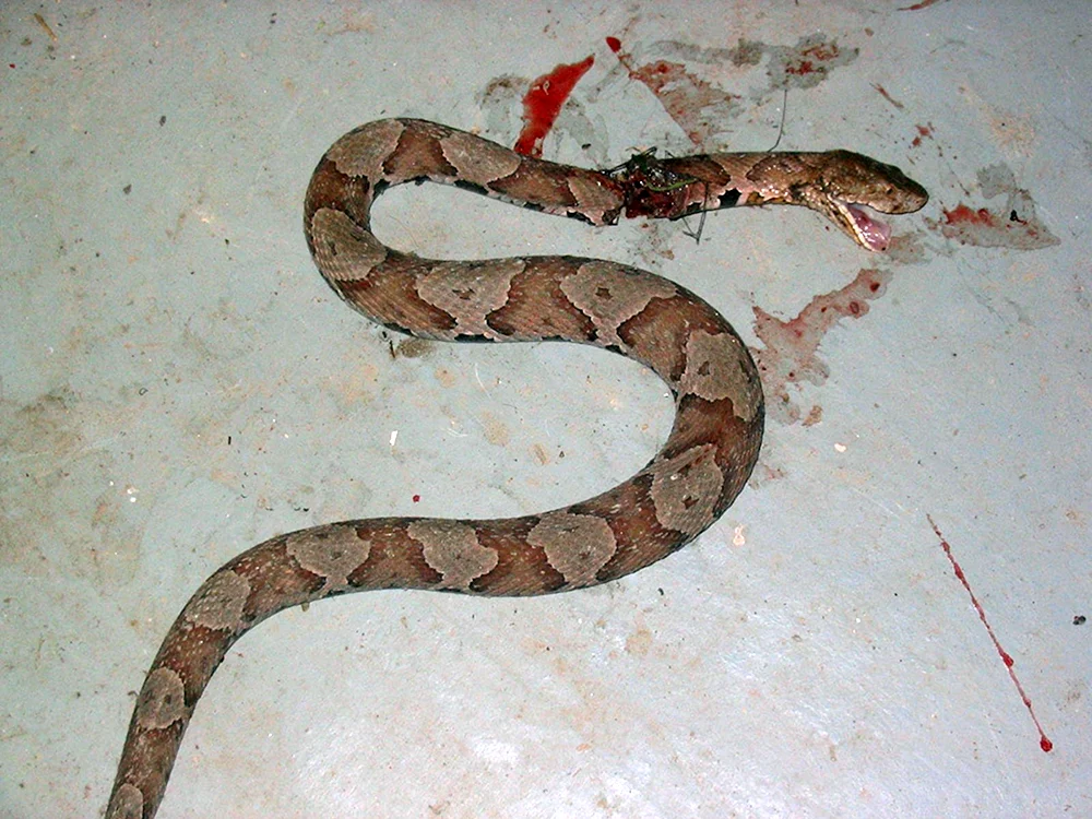 Albino-Tigerpython