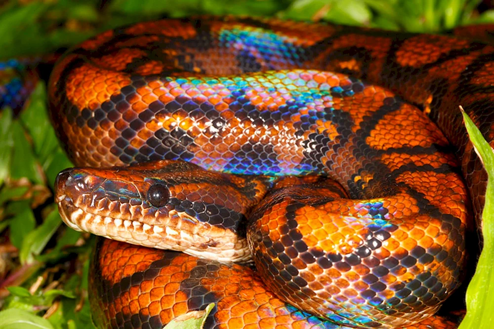 Snake