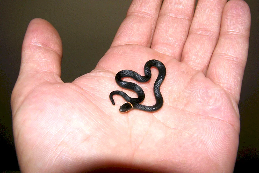 Bramine Blindsnake