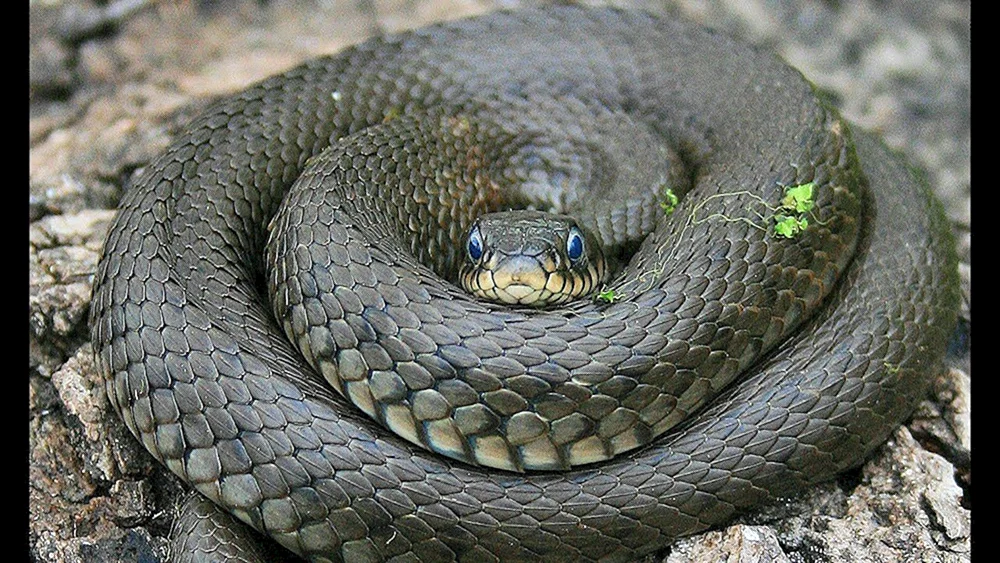 Schwarzbauchviper