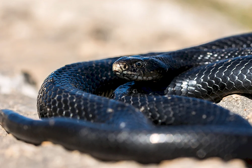 Gemeinsame Viper melanist