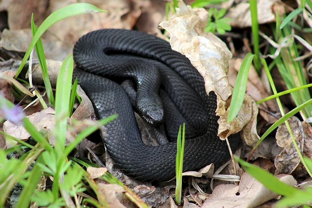 Nikolski-Viper melanist