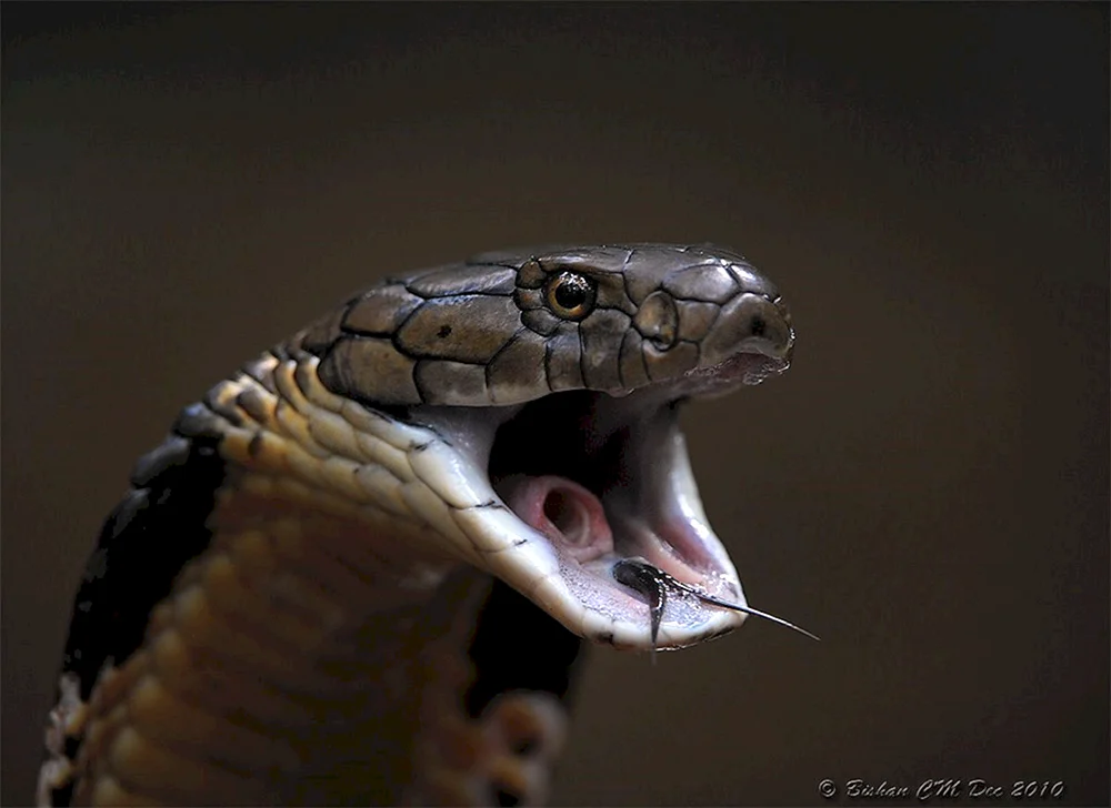 Gadfly Cobra Gyurza