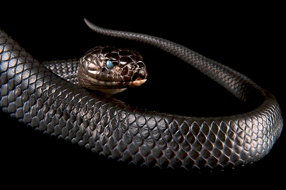 Cobra Royal Schwarze Mamba Schlange