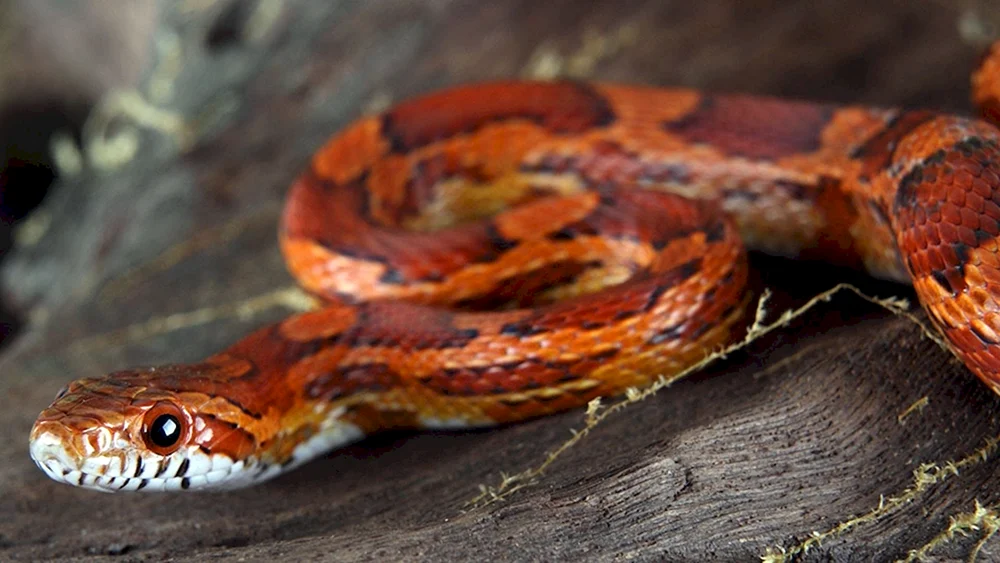 Maize gestreift albino