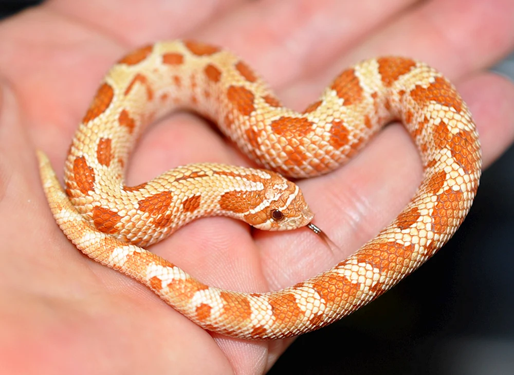 Maize Streifen Albino