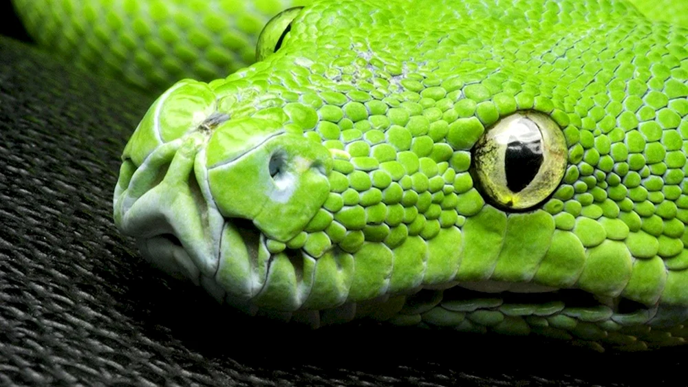 Viper Cobra Gyurza