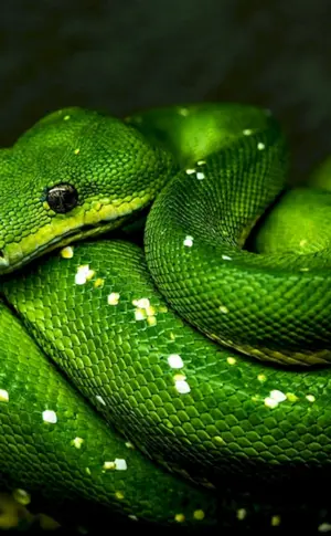 Grüne Pythonschlange