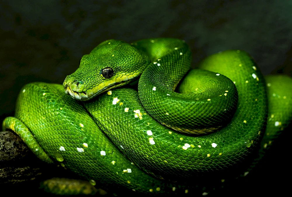 Grüne Pythonschlange