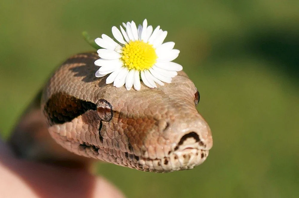 Schlange snek