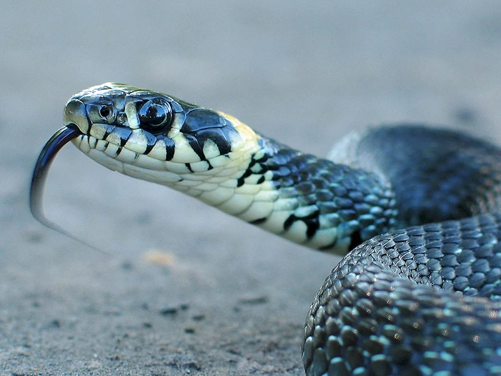 Taipan-Blaue Schlange