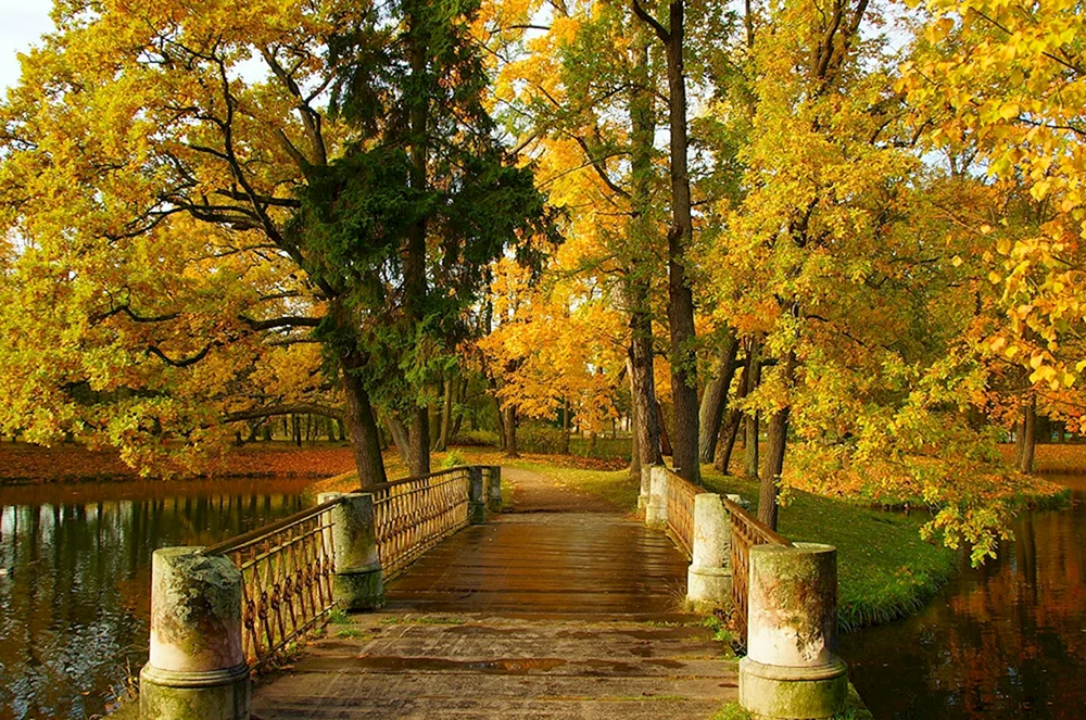 Goldener Herbst Alexandrovsky Park SPB